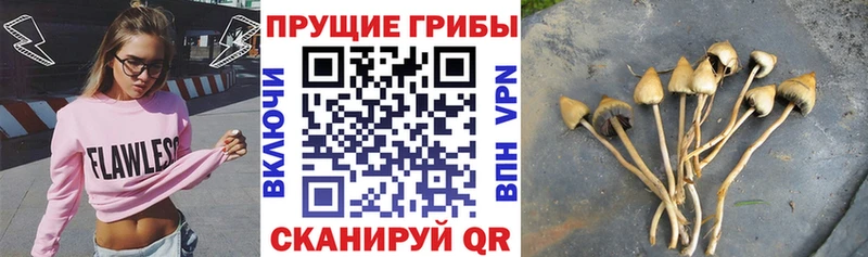 Псилоцибиновые грибы мицелий  Неман 